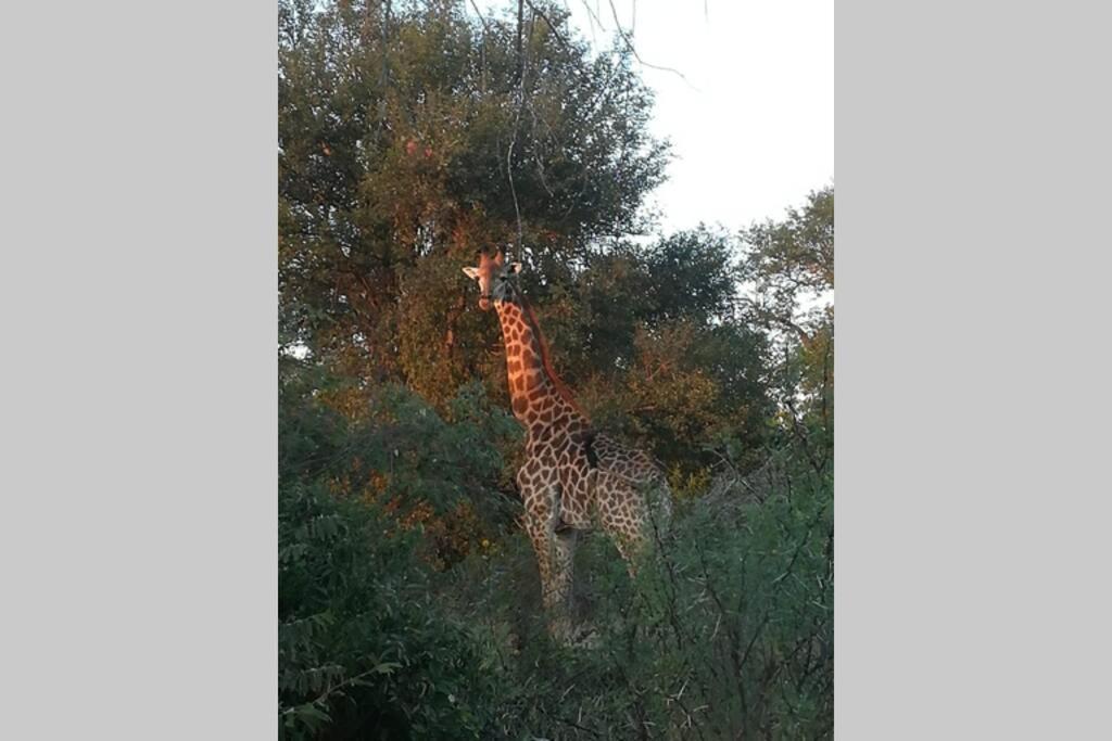 Vila Amukela Kaya Hoedspruit Exteriér fotografie