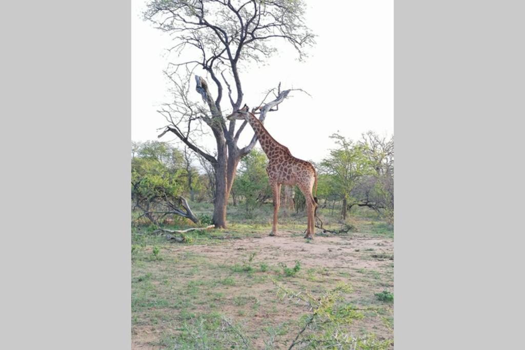 Vila Amukela Kaya Hoedspruit Exteriér fotografie