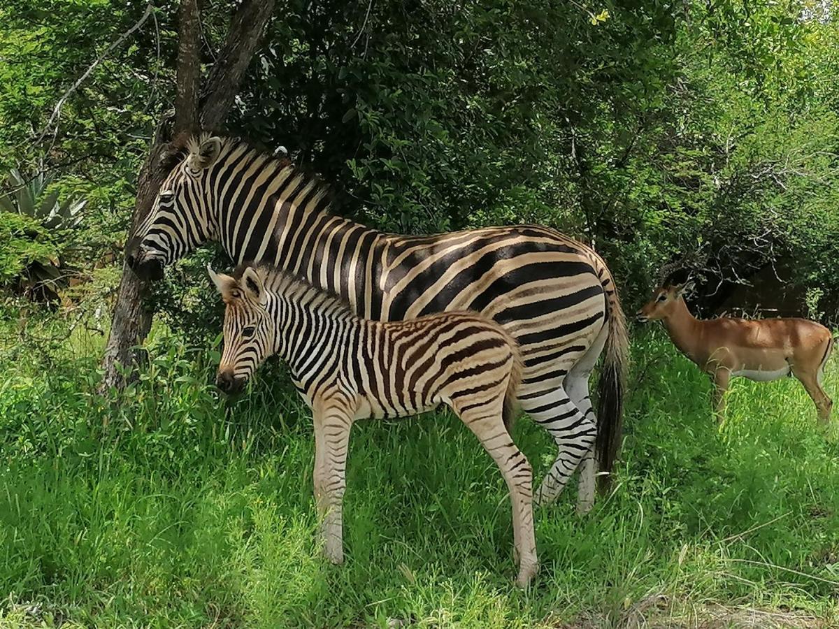 Vila Amukela Kaya Hoedspruit Exteriér fotografie